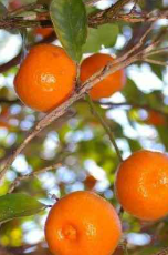 فروش نارنگی