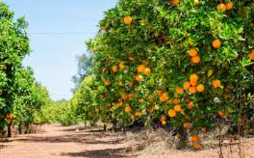 فروش پرتقال