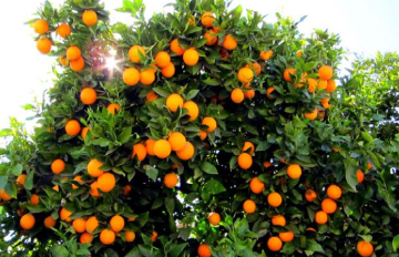 فروش پرتقال تامسون