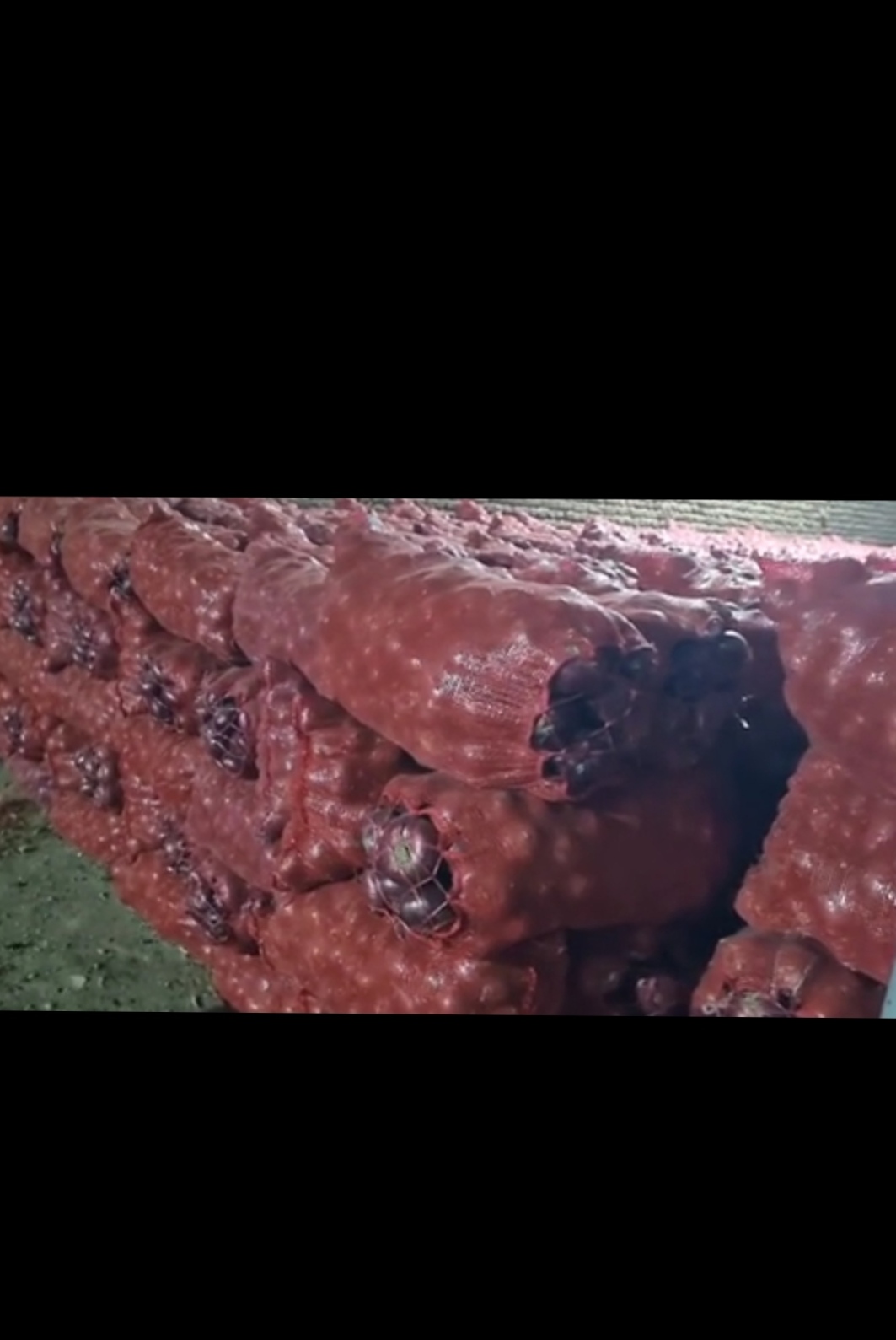 فروش پیاز قرمز