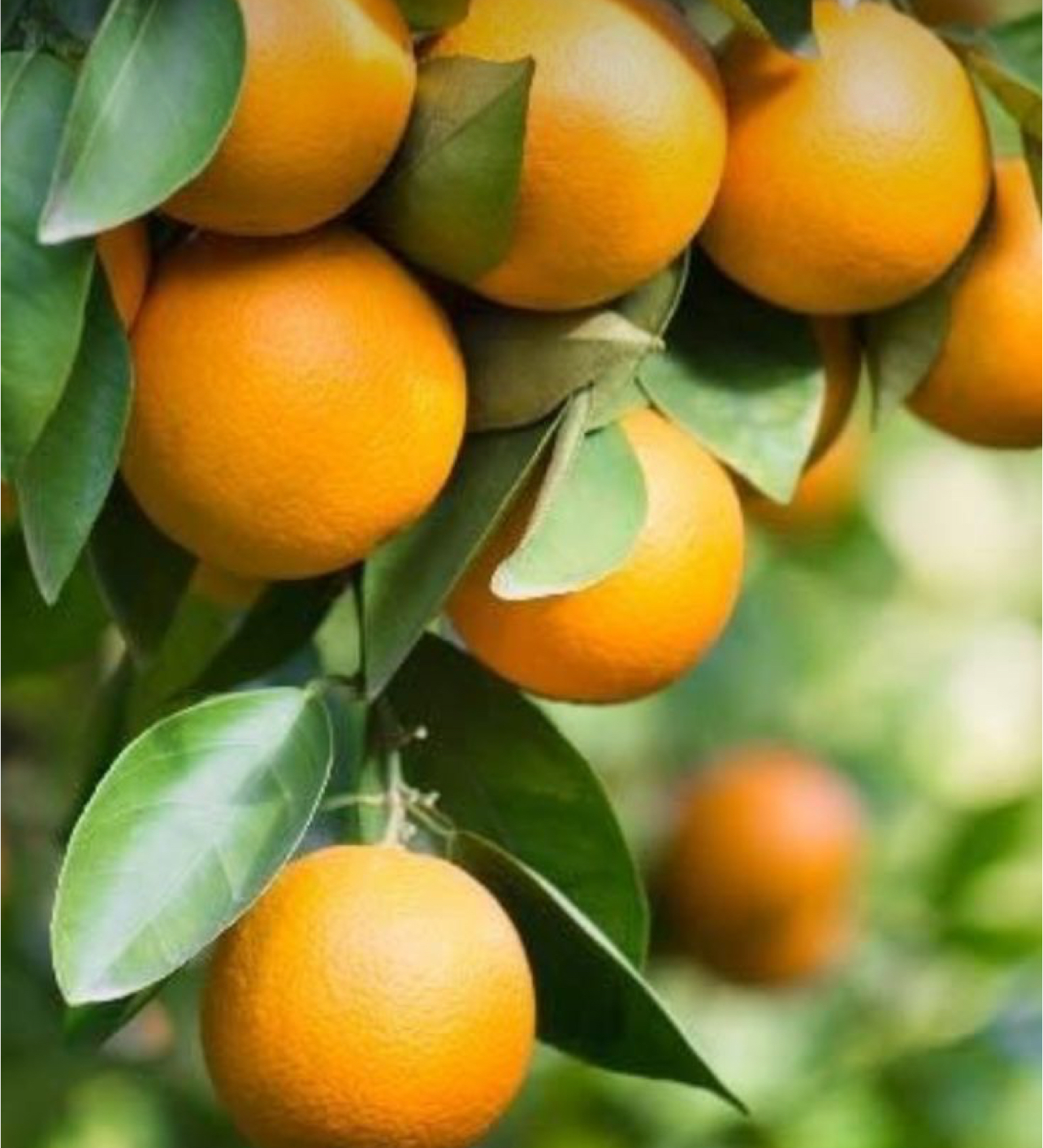 فروش پرتقال والنسیا