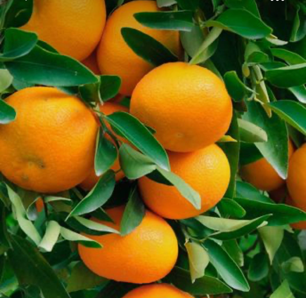 فروش نارنگی ژاپنی