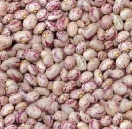 فروش لوبیا چیتی بذری