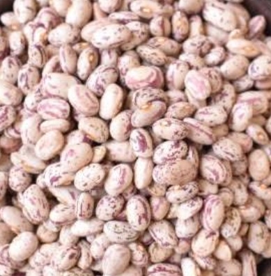 فروش لوبیا چیتی