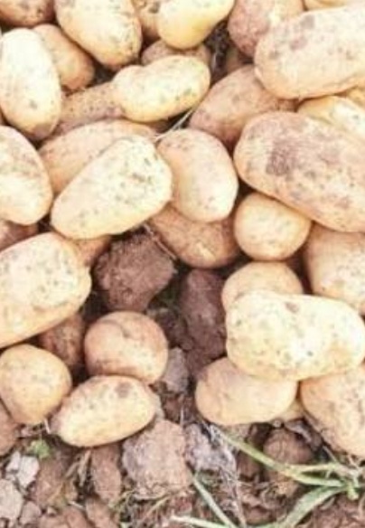 فروش سیب زمینی اگریا