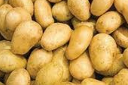فروش سیب زمینی اگریا بذری403
