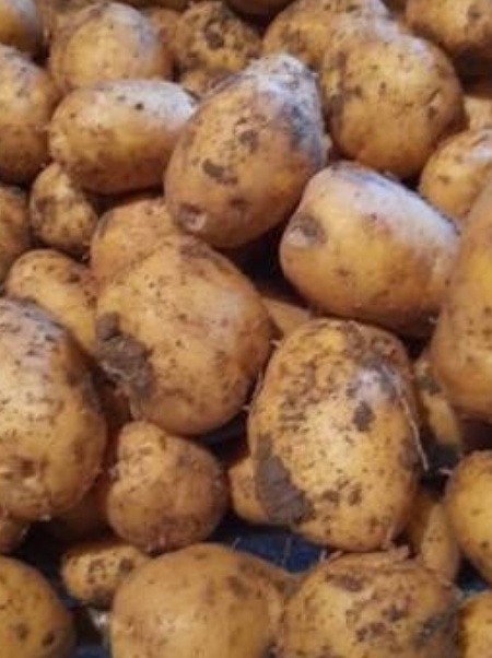 فروش سیب زمینی اسپریت بذری403