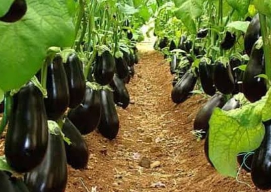 فروش بادمجان لامپی