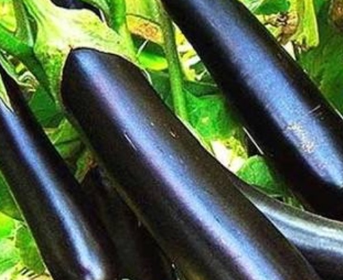 فروش بادمجان