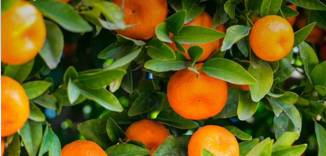 فروش نارنگی ژاپنی