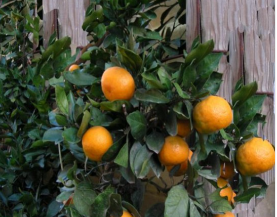 فروش نارنگی ژاپنی