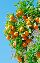 فروش پرتقال