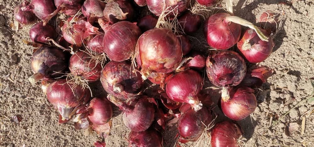 فروش پیازقرمز
