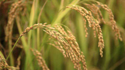 فروش شالی  برنج