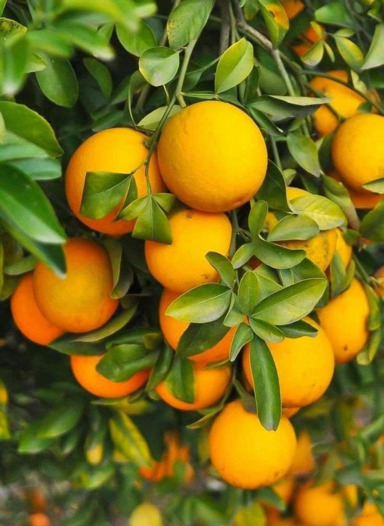 فروش پرتقال تامسون