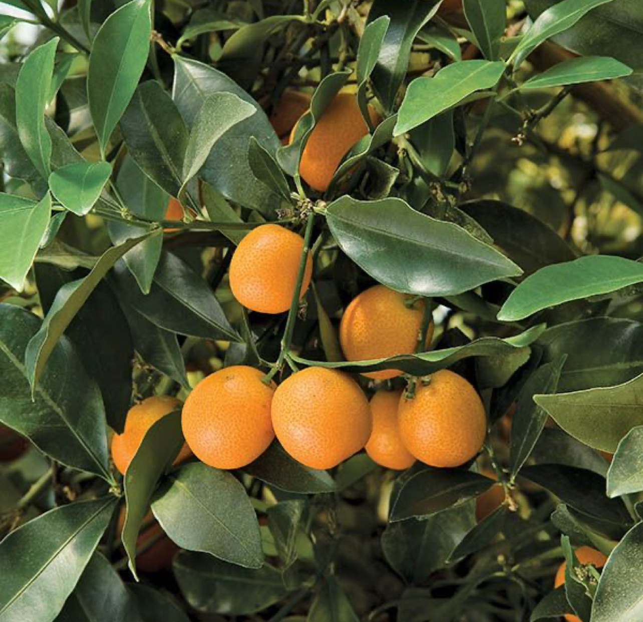 فروش پرتقال تامسون