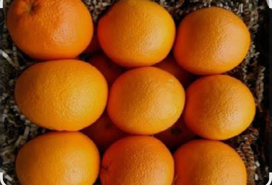 فروش پرتقال تامسون صادراتی