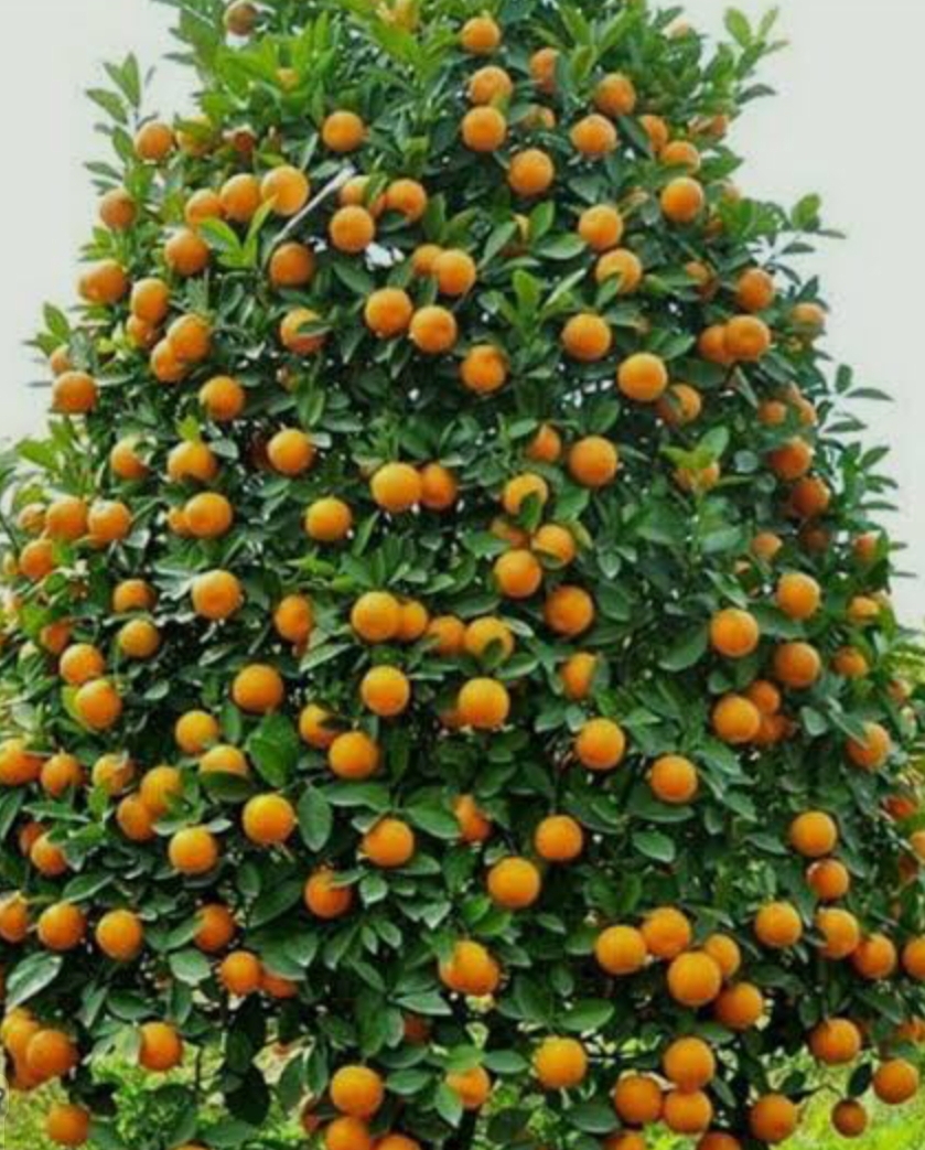 فروش نارنگی پچ صادراتی