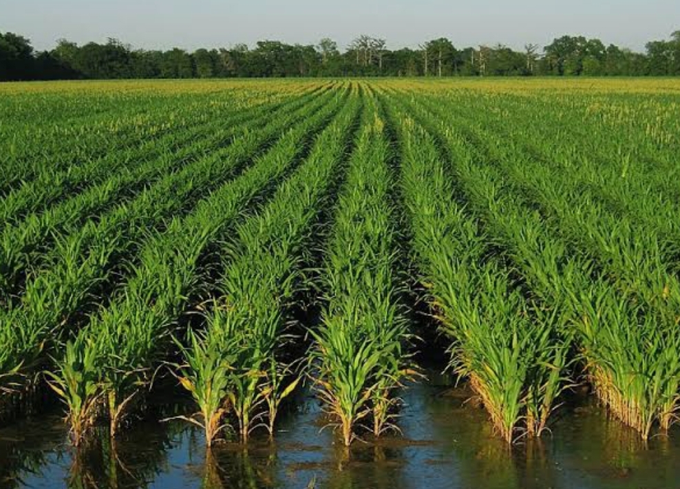 فروش شالی برنج طارم