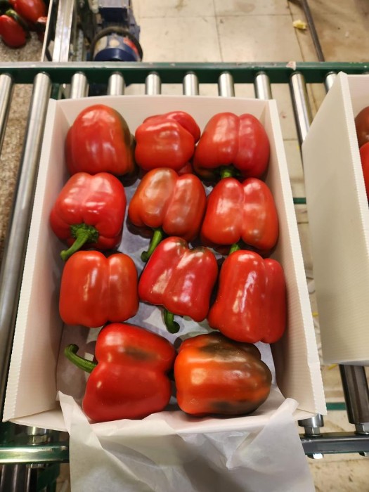 فروش فلفل دلمه ای