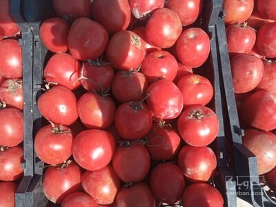 فروش گوجه فرنگی