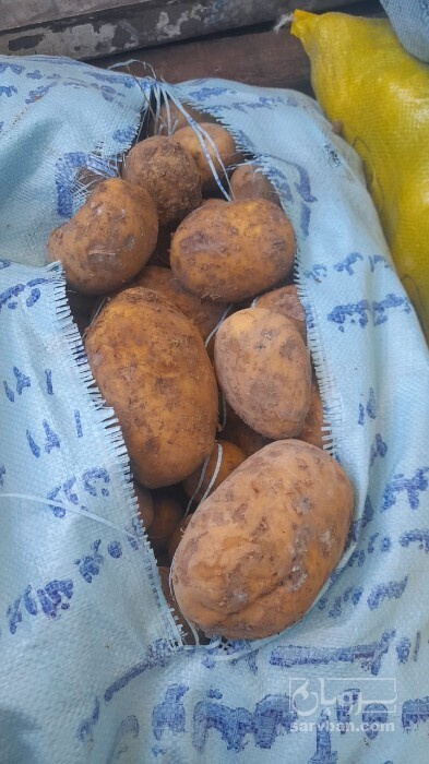 فروش سیب زمینی