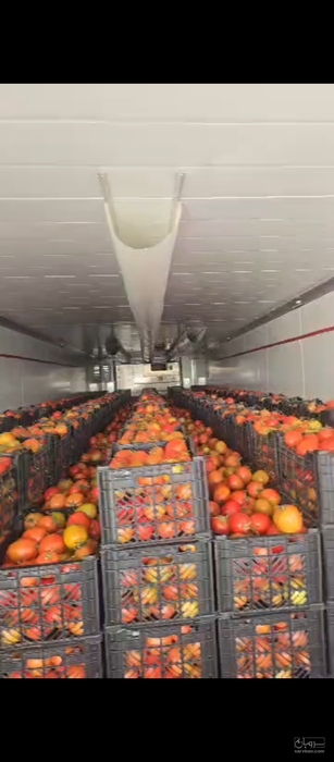 فروش گوجه فرنگی