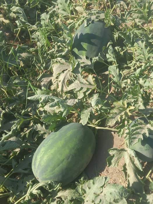 فروش هندوانه