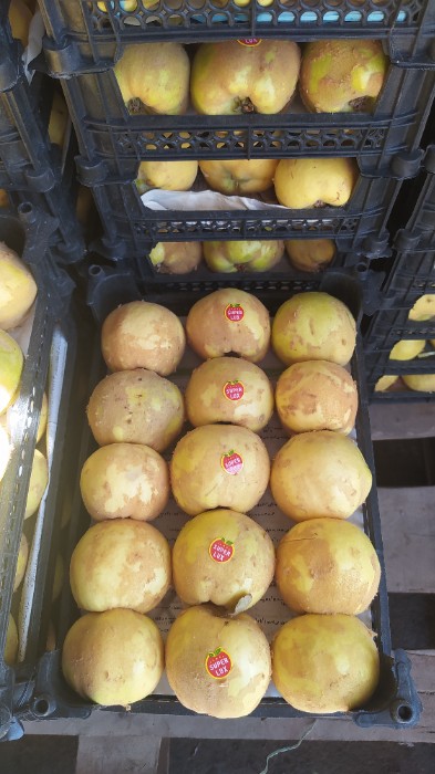 فروش به میوه