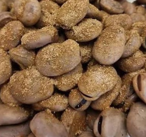 فروش باقلا تازه - باقالی - باقالا