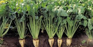 فروش چغندر قند