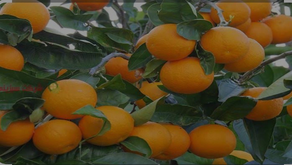 فروش پرتقال تامسون