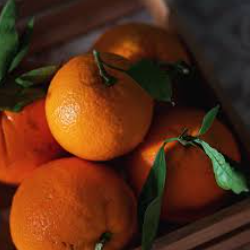 فروش نارنگی