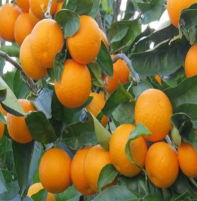 فروش پرتقال بیروتی