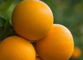 فروش پرتقال تامسون