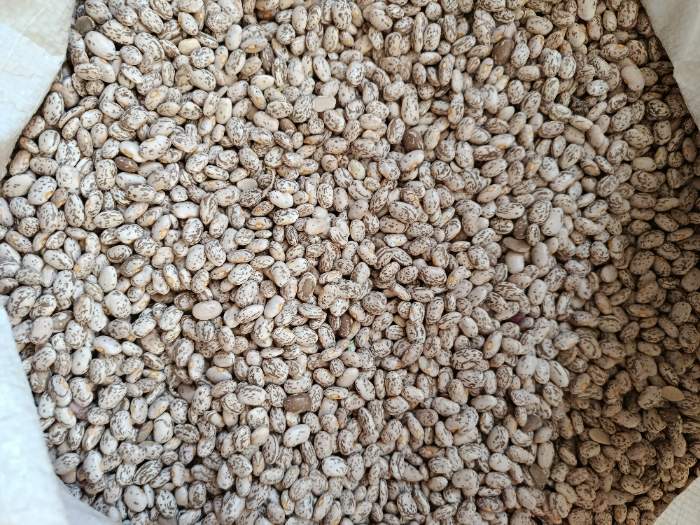 فروش لوبیا چیتی