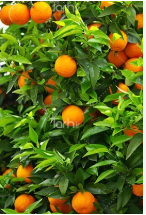 فروش پرتقال