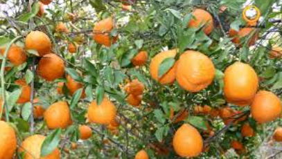 فروش نارنگی