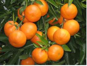 فروش نارنگی انشو