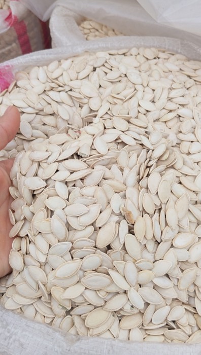 فروش تخمه  کدو بو داده