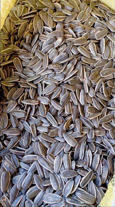 فروش تخمه آفتابگردان بود داده