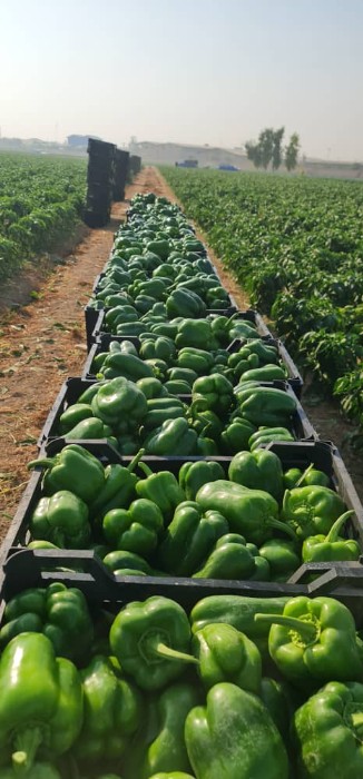 فروش فلفل دلمه ای