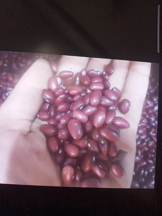 فروش لوبیا قرمز