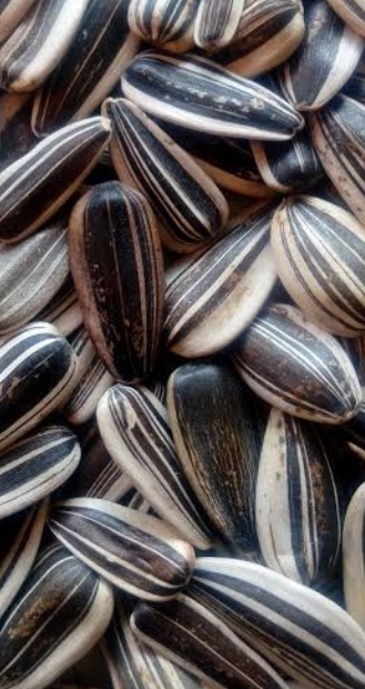 فروش تخمه آفتابگردان بود داده