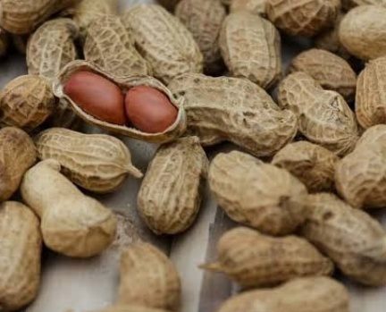 فروش بادام زمینی باقلاف