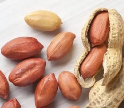 فروش بادام زمینی بی قلاف