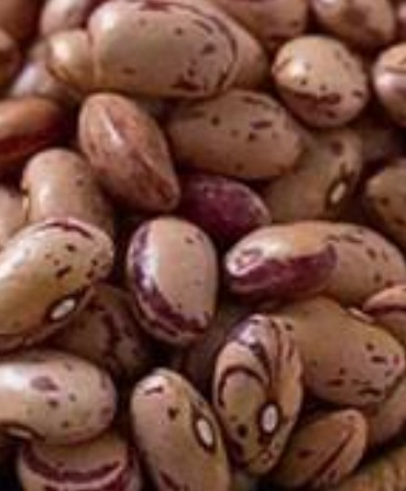 فروش لوبیا چیتی