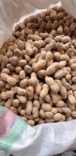 فروش بادام زمینی باقلاف