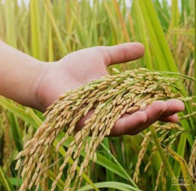 فروش شالی برنج طارم