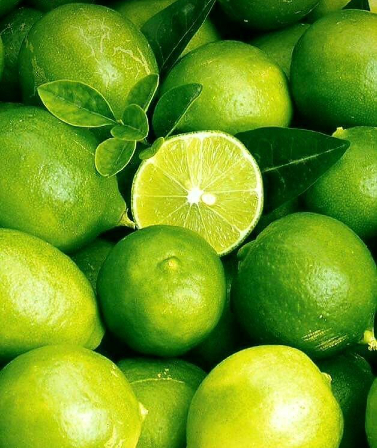 فروش لیمو ترش